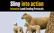 Intensive Lamb Feeding Protocols SlingShot Intelligent Sheep Beef Cattle Nutrition Intensive Lamb Feeding Protocols SlingShot Intelligent Sheep Beef Cattle Nutrition